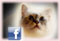 Catsbreeder at Facebook
